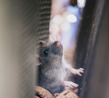 Rat Pest Control – How to Get Rid of Rats