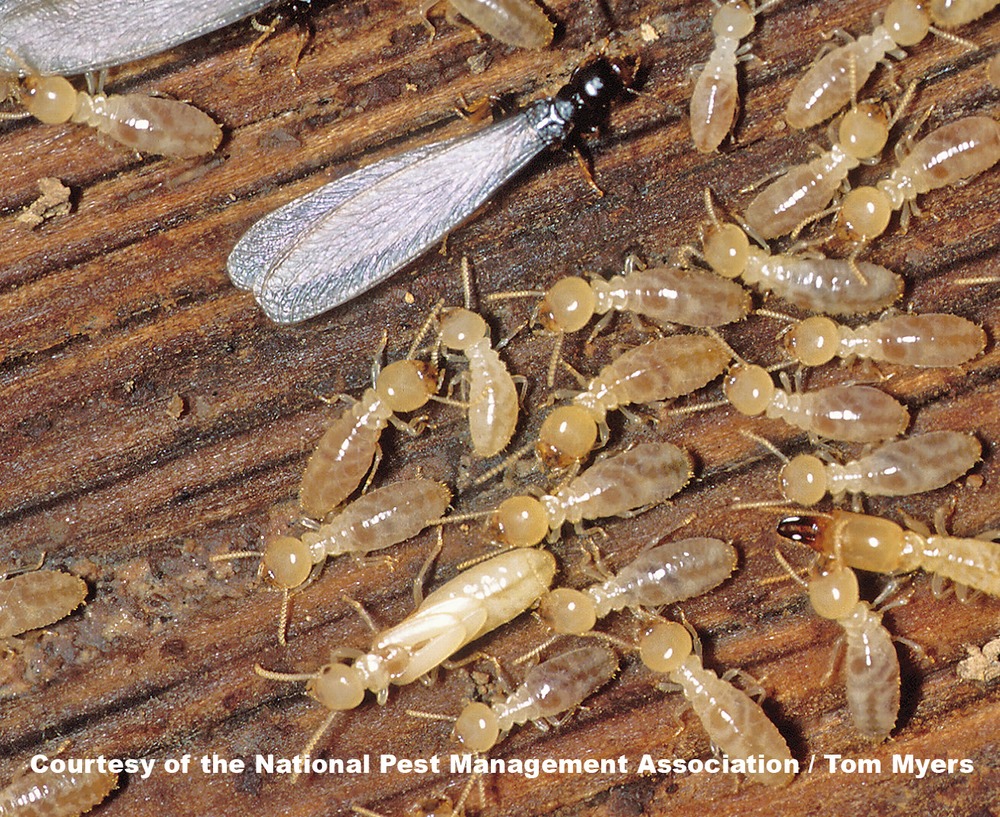 What to do once you discover Termites